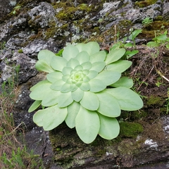 Aeonium glandulosum image