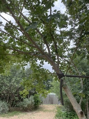 Chionanthus retusus