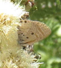Azanus ubaldus