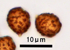 Cortinarius cotoneus