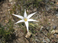 Rhynchospora latifolia
