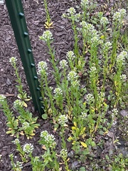Thlaspi arvense