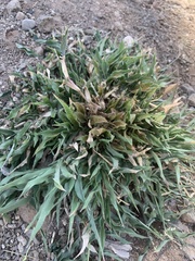 Ambrosia ambrosioides