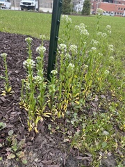 Thlaspi arvense