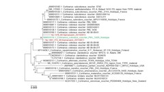 Cortinarius cotoneus