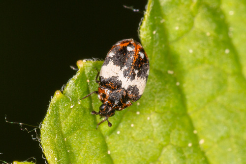 Bird Nest Carpet Beetle