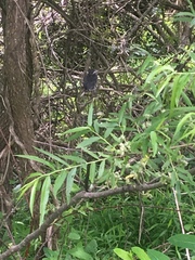 Dumetella carolinensis