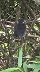 Dumetella carolinensis