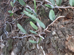 Microgramma mortoniana