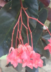 Begonia coccinea