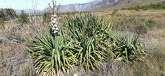Yucca gloriosa tristis