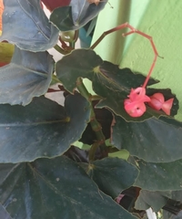 Begonia coccinea