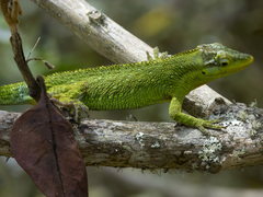 Anolis heterodermus
