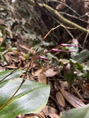Pleurothallis phalangifera