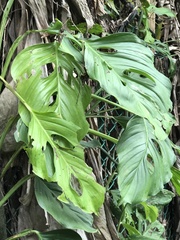 Monstera adansonii