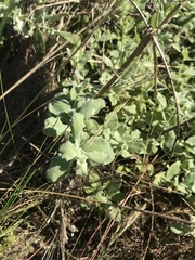 Helichrysum panduratum