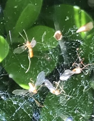 Monarthropalpus flavus