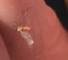 Monarthropalpus flavus