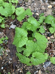 Alliaria petiolata