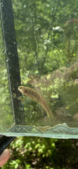 Etheostoma phytophilum
