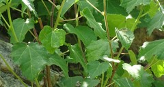 Pavonia lasiopetala