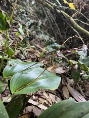 Pleurothallis phalangifera