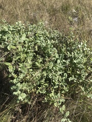 Helichrysum panduratum