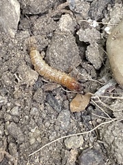 Denticollis linearis