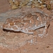 Helmethead Gecko - Photo (c) Alexandre Roux, some rights reserved (CC BY-NC-SA)