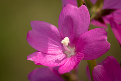 Sidalcea virgata