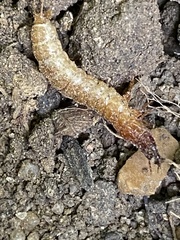 Denticollis linearis