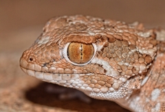 Helmethead Gecko photo 3