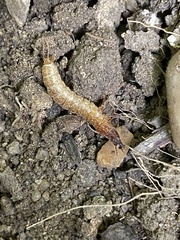 Denticollis linearis