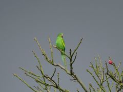 Brotogeris chiriri