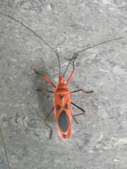 Macrocheraia grandis