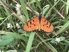 Acraea terpsicore