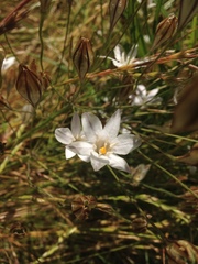 Triteleia peduncularis