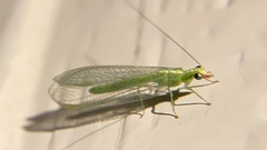 Chrysoperla