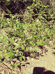 Erythroxylum emarginatum