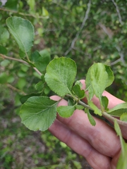 Crataegus flava