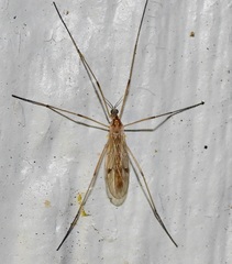 Teucholabis complexa