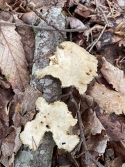 Bresadolia craterella