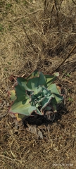 Gibbiflorae