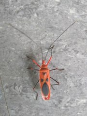 Macrocheraia grandis