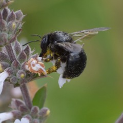 Xylocopa tabaniformis