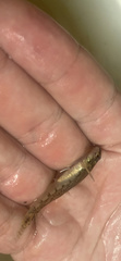 Etheostoma stigmaeum