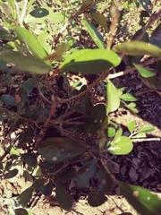 Erythroxylum emarginatum