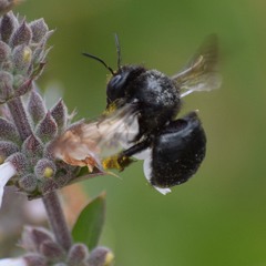 Xylocopa tabaniformis