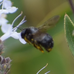 Xylocopa tabaniformis