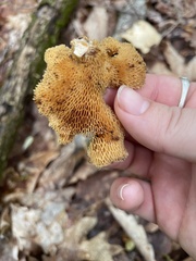 Bresadolia craterella